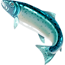 Rainbow trout