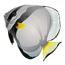 Angel fish